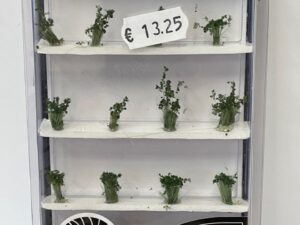 woodland struikjes FS778