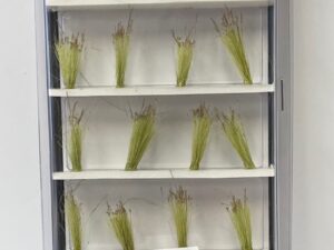 woodland struikjes FS779