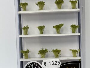 woodland struikjes FS777