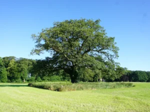 Scenery - Natuur