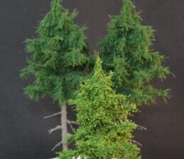 GMS Bomen - Licht en Middengroene Sparren - 1 x spar 10 cm en  2 x lange stam 15 cm - Schaal Z t/m H0 (gmss)
