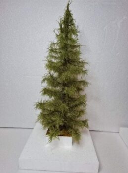 GMS Bomen - Lichtgroene Spar Groot - 1 x 30 cm - Schaal 1 en kleiner (gmssl30)