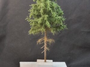 GMS Bomen - Spar Middengroen – 30cm | gmssm30