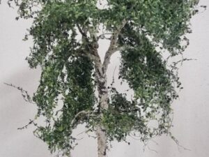 GMS Bomen - Berk Type A - 14 tot 15 cm hoog (gmbab)