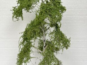 GMS Bomen - Berk Type B -  25 cm hoog (gmbb25a)