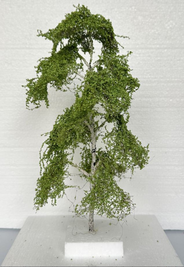 GMS Bomen - Berk van 25 cm hoog (gmbb25a)