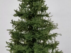 GMS Bomen - Premium Spar - 23 tot 25 cm (gmps23)