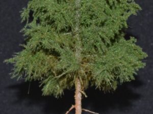GMS Bomen - Super Spar Middengroen Lange stam - 20 cm (gmsss)