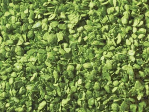 Noch 07142 Bladeren Lichtgroen, 50 gram